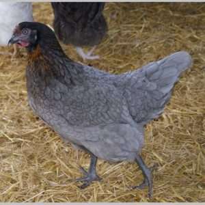 Bluebell Blue Haze POL hen