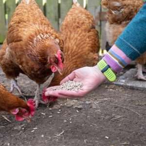 ISA Brown Warren Hen Chicken Surrey West Sussex POint of Lay for Sale