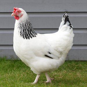 Light Sussex White Chicken Point of Lay POL Hen Surrey and Sussex buy online
