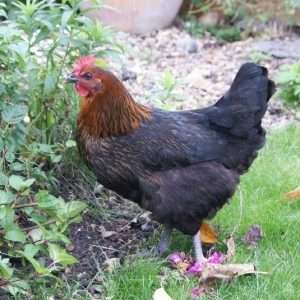 Rhode Rock | Black Rock Point of Lay Hens