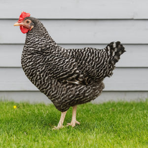Speckledy Chicken Barred Rock Hen Point of Lay Surrey West Sussex