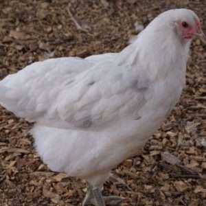 Sapphire Emerald Chickens Blue Egg Layer