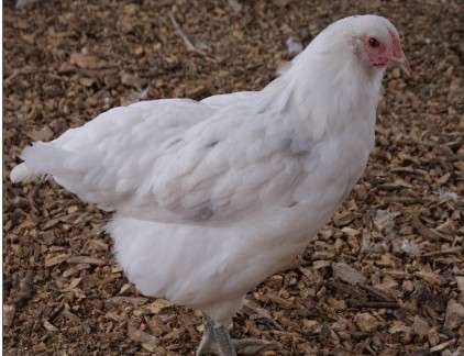 Saphire Emeral Blue Egg Layer Chickens for sale in Surrey