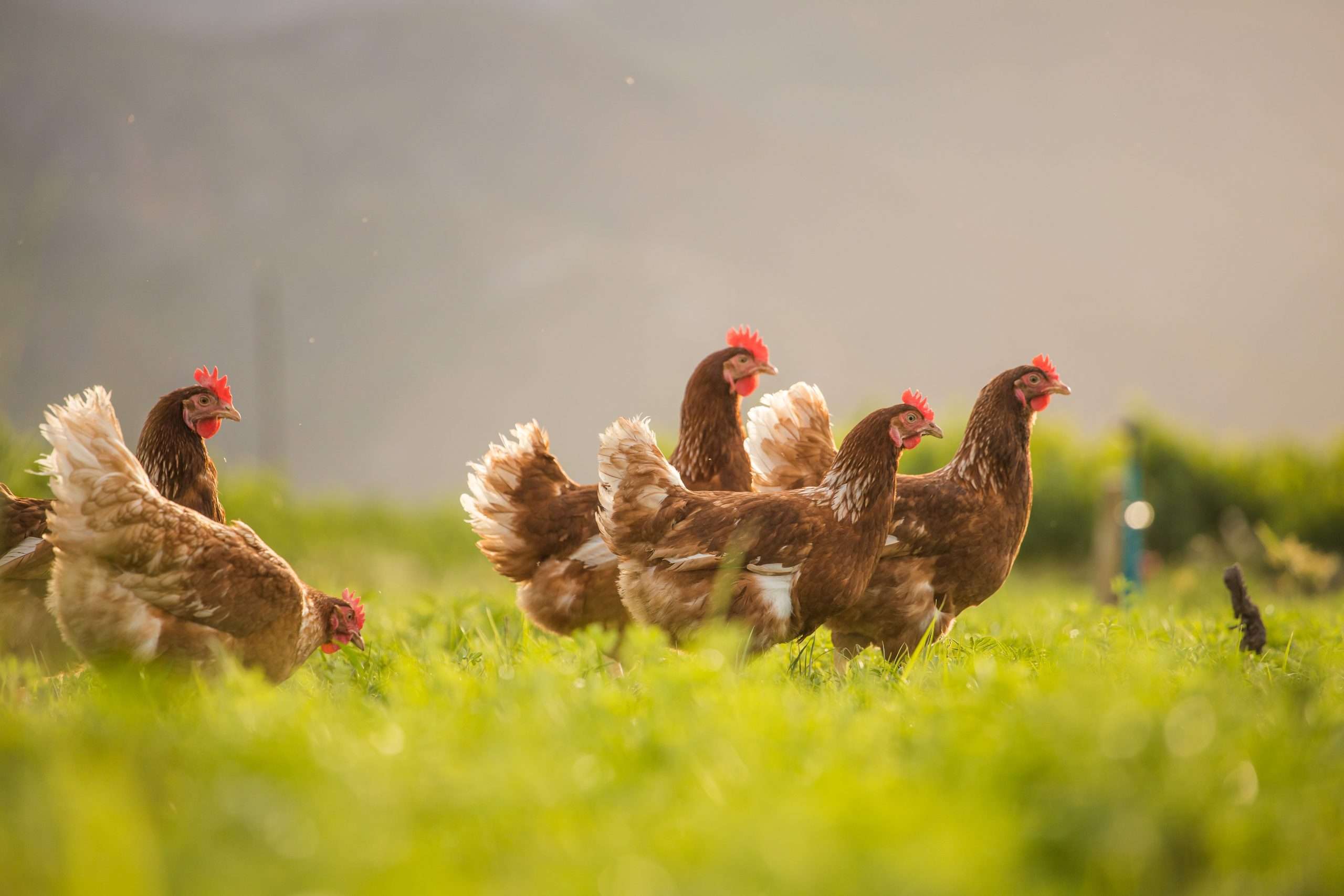Point of Lay hen Chickens in Surrey RH6