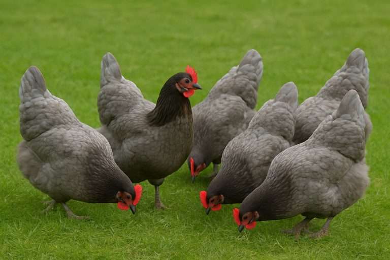 Firendly hens for sale in surrey
