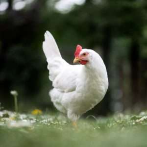 White Leghorn Chicken Hen Surrey and West Sussex Point of Lay POL