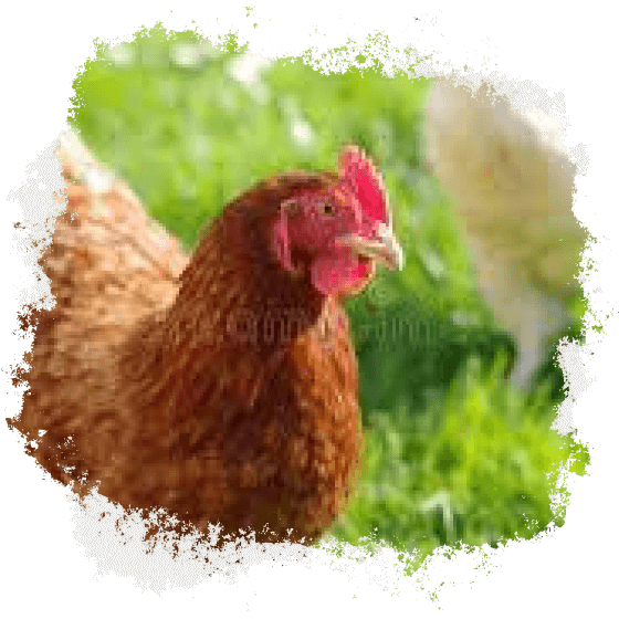 IPA Warren Blacktail Hen Chicken Point of Lay Surrey Sussex