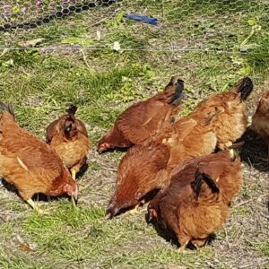 Blacktail Point of Lay Hens