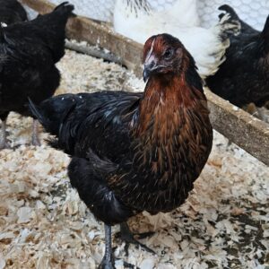 Copper Marran | Cuivree Point of Lay Hens