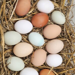 Hatching Eggs x6