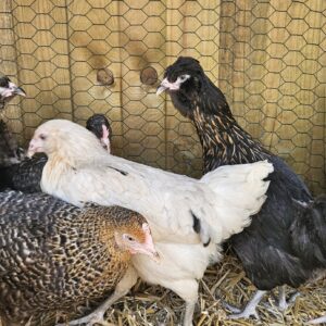 Pastel Blooms (Easter Egger)